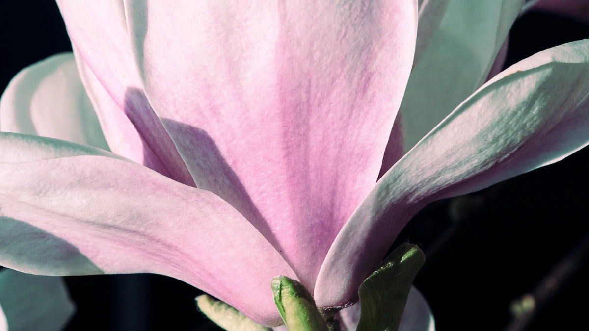 Vivid Bloom