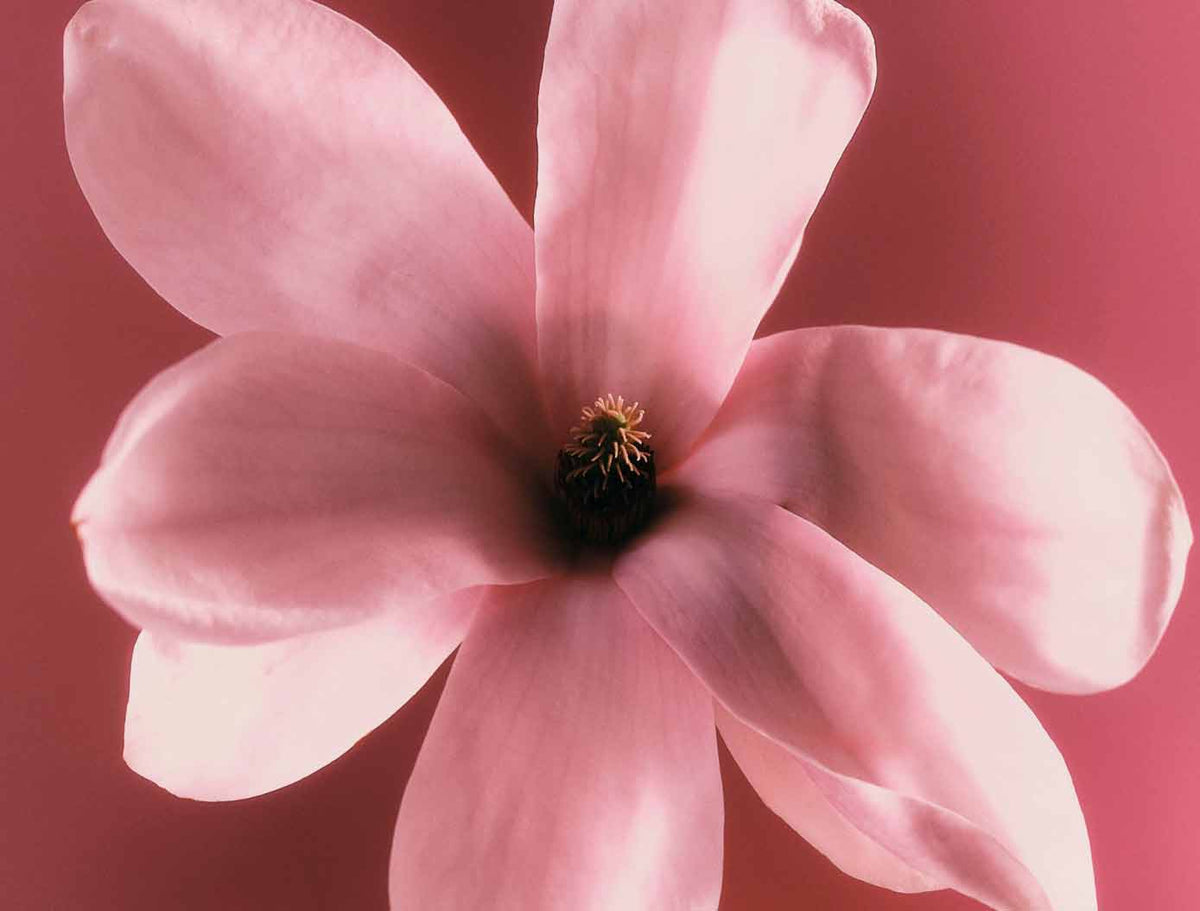 Vivid Bloom