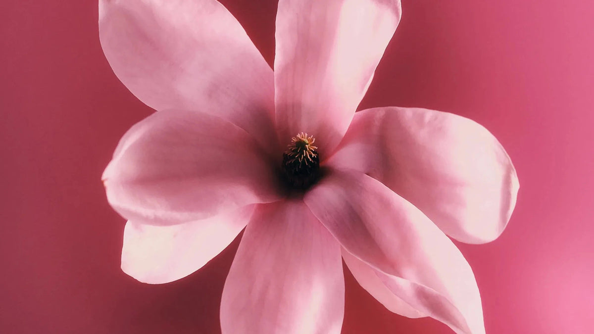 Vivid Bloom